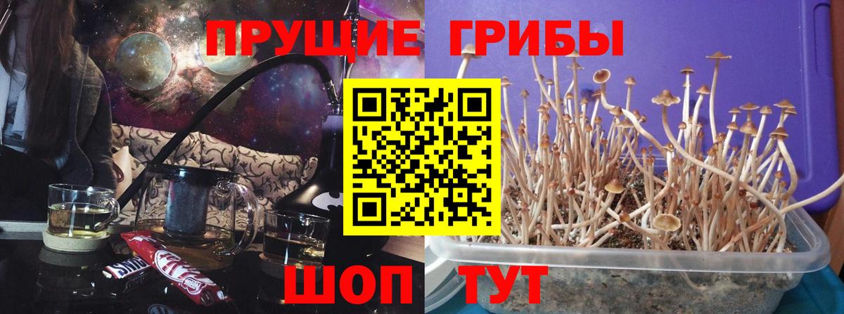 Псилоцибиновые грибы мицелий  Вход с VPN  Галлюциногенные грибы Cubensis  Кимовск 